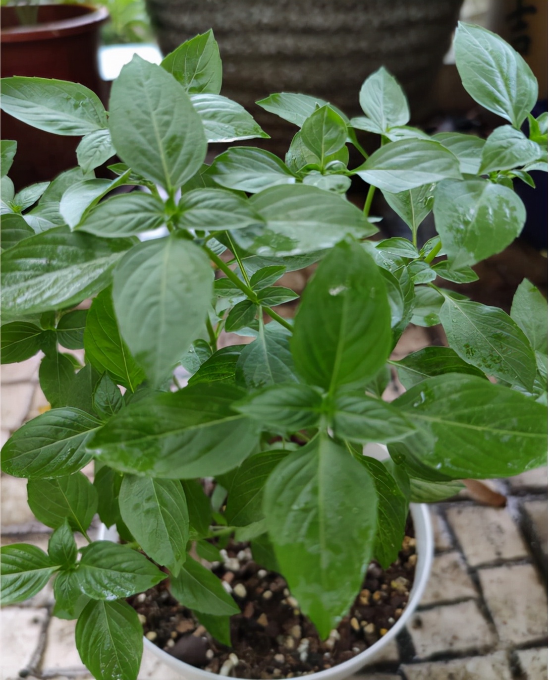 香草长什么样子的图片(6种不同品种香草介绍)