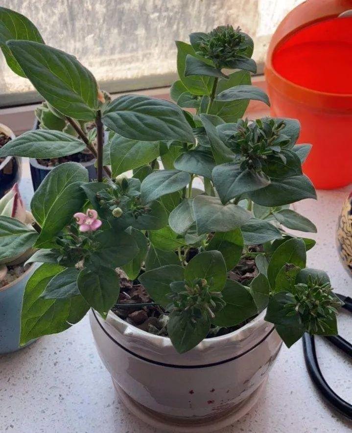 香草长什么样子的图片(6种不同品种香草介绍)