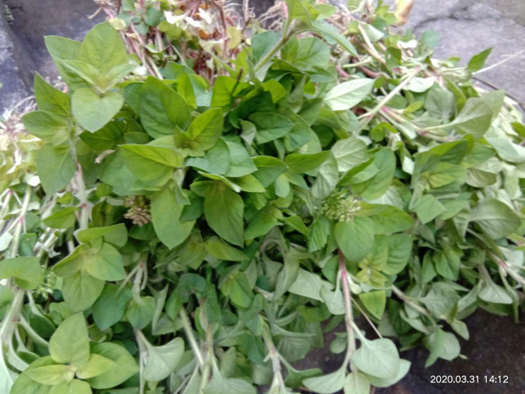 香草长什么样子的图片(6种不同品种香草介绍)