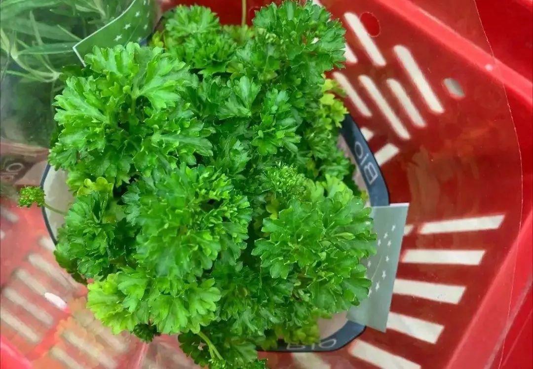 香草长什么样子的图片(6种不同品种香草介绍)