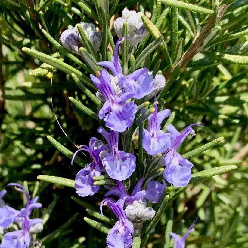 香草长什么样子的图片(6种不同品种香草介绍)