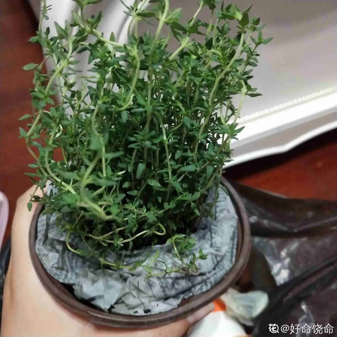 香草长什么样子的图片(6种不同品种香草介绍)