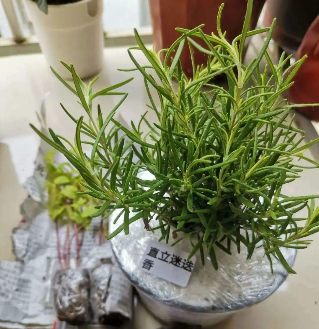 香草长什么样子的图片(6种不同品种香草介绍)