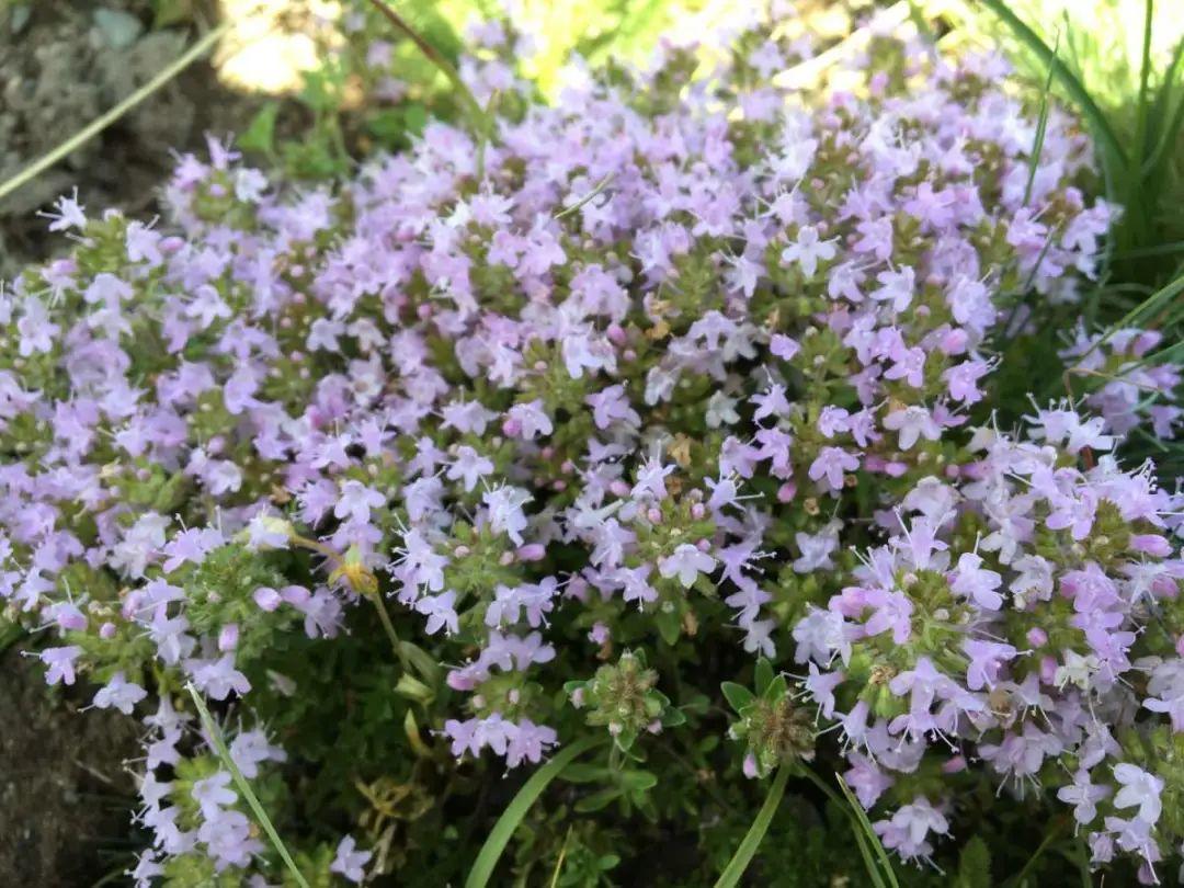 香草长什么样子的图片(6种不同品种香草介绍)