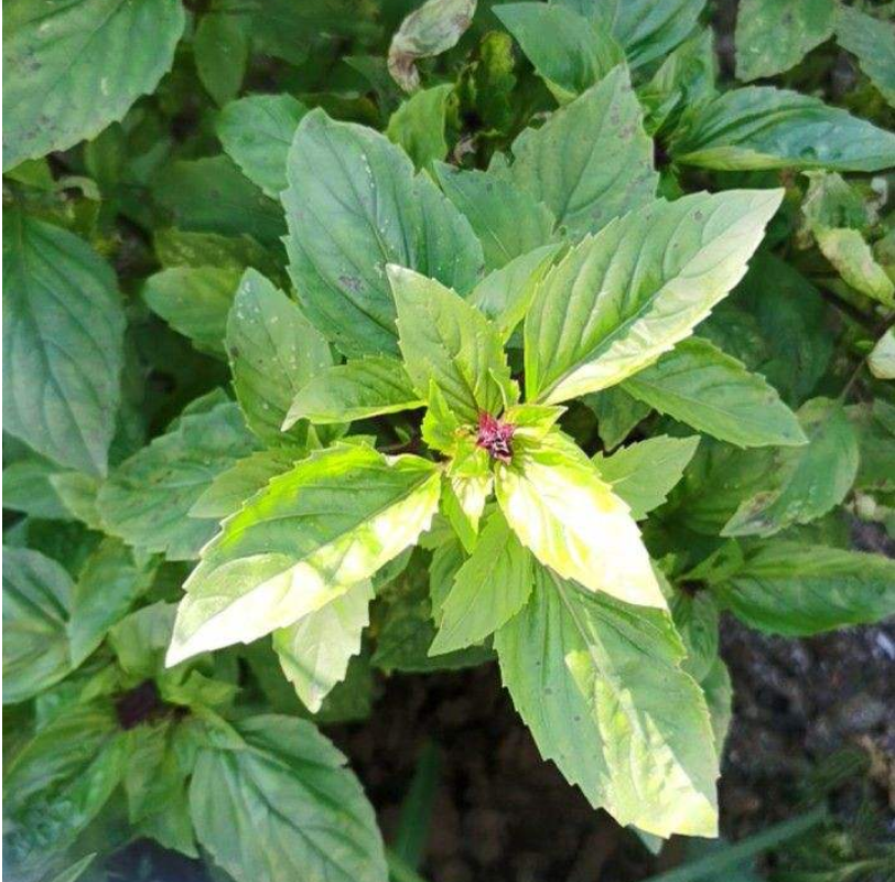 香草长什么样子的图片(6种不同品种香草介绍)