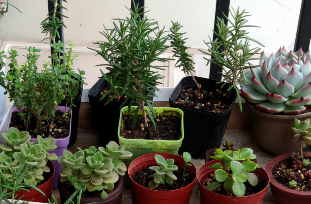 香草长什么样子的图片(6种不同品种香草介绍)