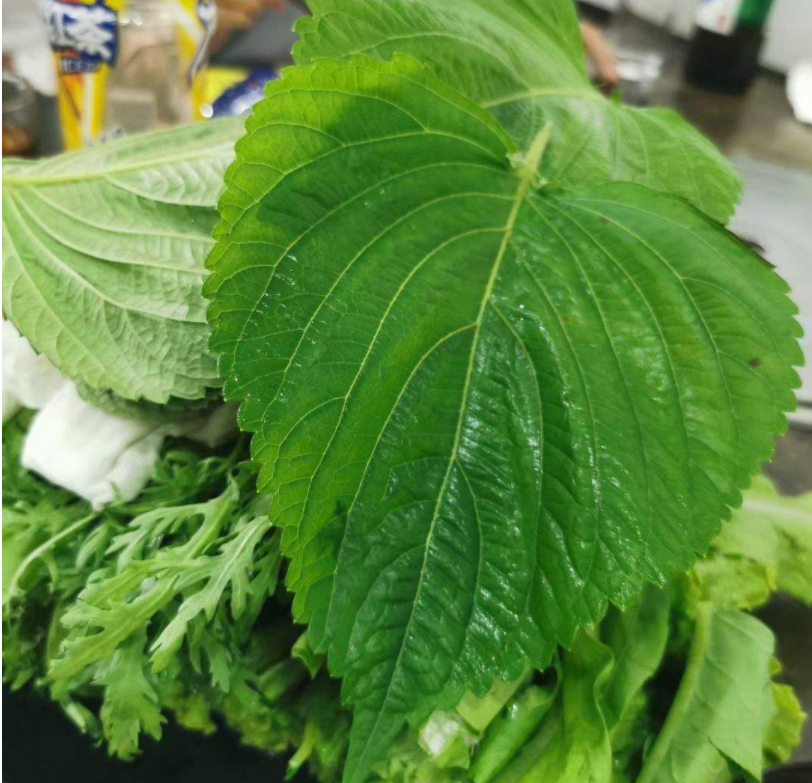 香草长什么样子的图片(6种不同品种香草介绍)