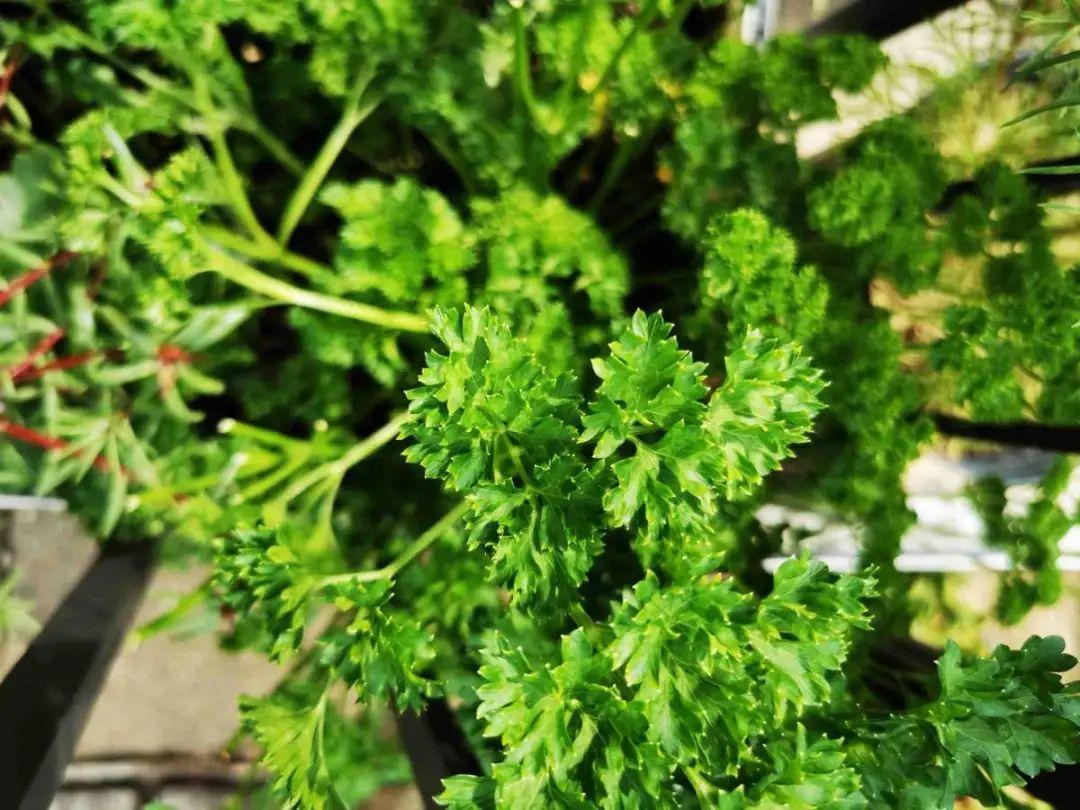 香草长什么样子的图片(6种不同品种香草介绍)