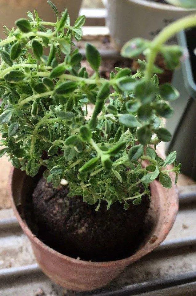 香草长什么样子的图片(6种不同品种香草介绍)