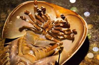 ​你知道防疫针是怎么制作的吗？原来是鲎的血液