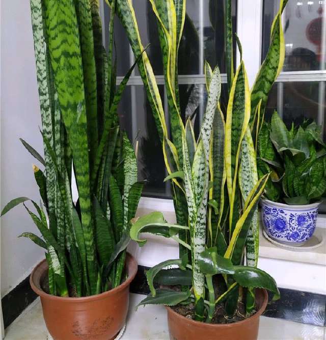 翠叶芦荟植物怎么养（3种皮实花高档又大气可放客厅）