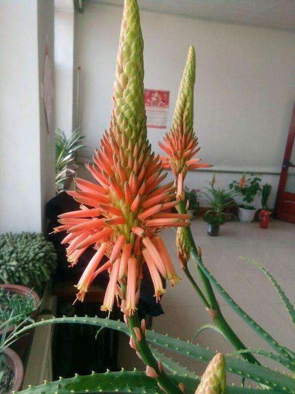 翠叶芦荟植物怎么养（3种皮实花高档又大气可放客厅）