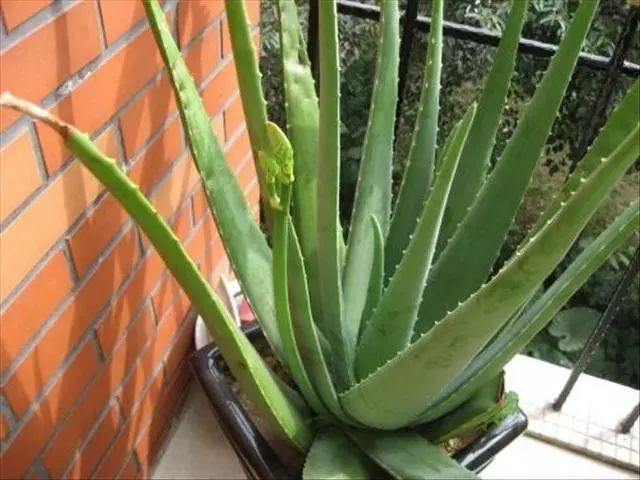 翠叶芦荟植物怎么养（3种皮实花高档又大气可放客厅）