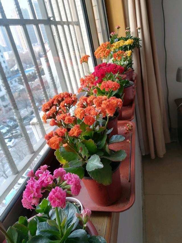 翠叶芦荟植物怎么养（3种皮实花高档又大气可放客厅）