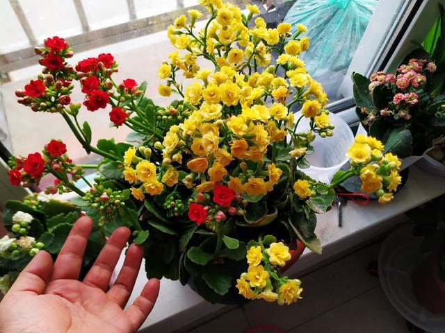 翠叶芦荟植物怎么养（3种皮实花高档又大气可放客厅）