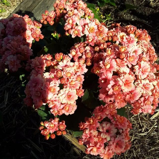 翠叶芦荟植物怎么养（3种皮实花高档又大气可放客厅）