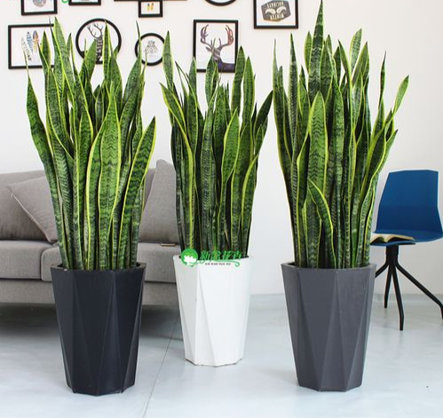 翠叶芦荟植物怎么养（3种皮实花高档又大气可放客厅）