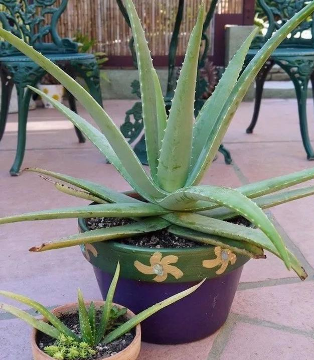 翠叶芦荟植物怎么养（3种皮实花高档又大气可放客厅）