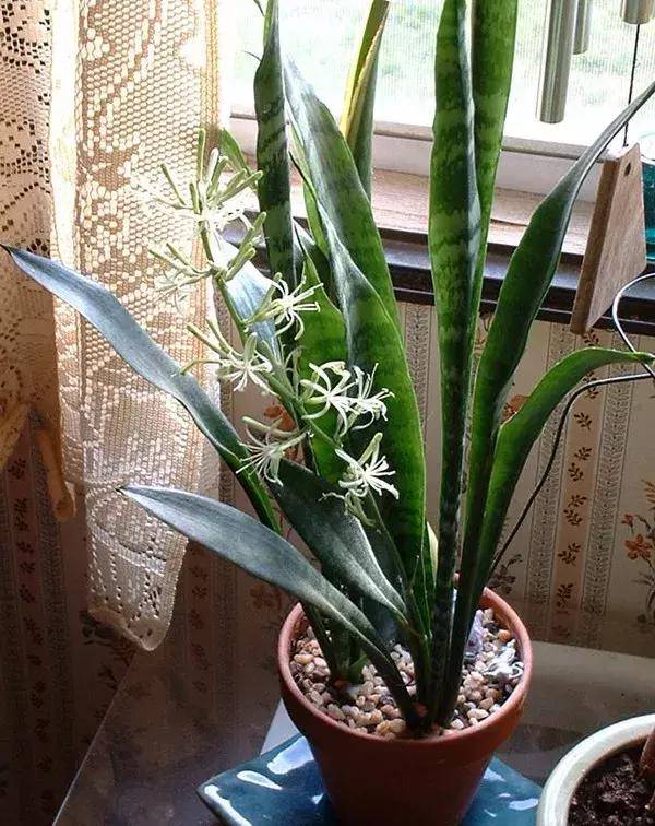 翠叶芦荟植物怎么养（3种皮实花高档又大气可放客厅）