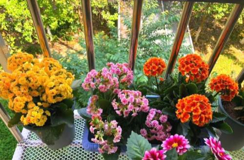 翠叶芦荟植物怎么养（3种皮实花高档又大气可放客厅）