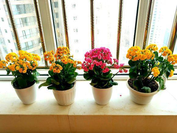 翠叶芦荟植物怎么养（3种皮实花高档又大气可放客厅）