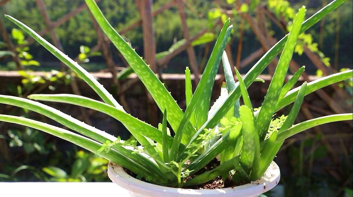 翠叶芦荟植物怎么养（3种皮实花高档又大气可放客厅）