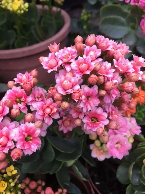 翠叶芦荟植物怎么养（3种皮实花高档又大气可放客厅）