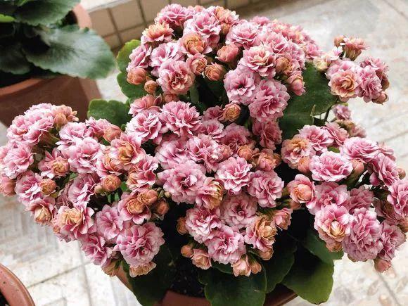 翠叶芦荟植物怎么养（3种皮实花高档又大气可放客厅）