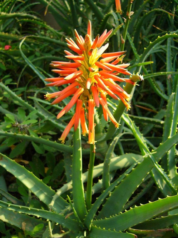 翠叶芦荟植物怎么养（3种皮实花高档又大气可放客厅）