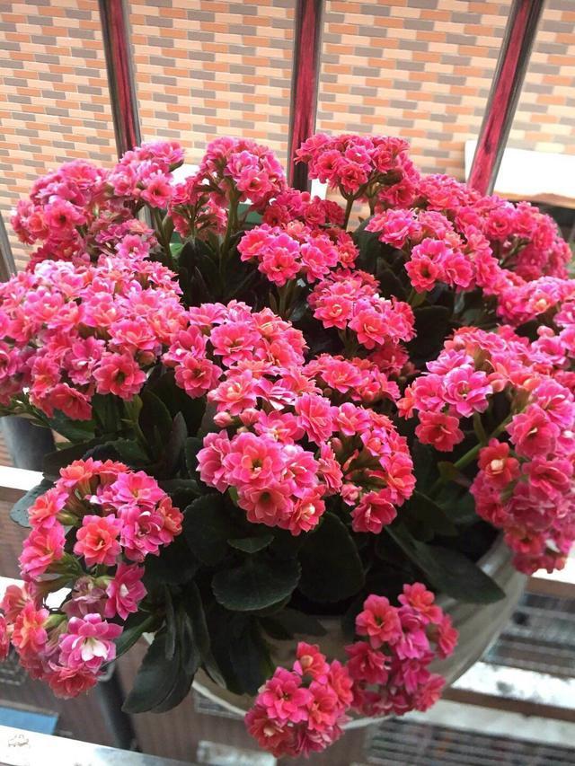 翠叶芦荟植物怎么养（3种皮实花高档又大气可放客厅）