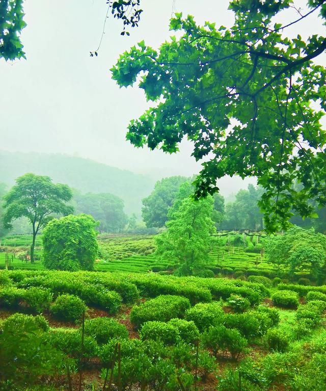 夏天喝热饮还是冷饮解暑，你觉得夏天是吃西瓜过瘾，还是吃老冰棒过瘾？图8