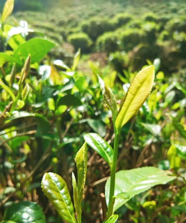 夏天喝热饮还是冷饮解暑，你觉得夏天是吃西瓜过瘾，还是吃老冰棒过瘾？图10