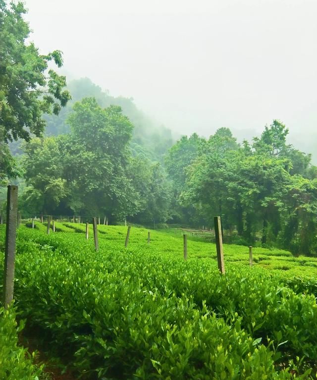 夏天喝热饮还是冷饮解暑，你觉得夏天是吃西瓜过瘾，还是吃老冰棒过瘾？图6