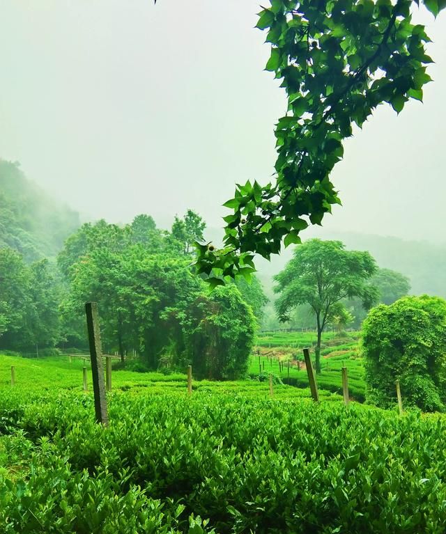 夏天喝热饮还是冷饮解暑，你觉得夏天是吃西瓜过瘾，还是吃老冰棒过瘾？图5