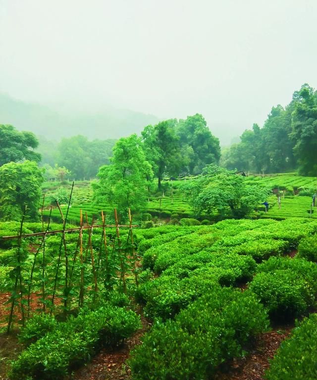 夏天喝热饮还是冷饮解暑，你觉得夏天是吃西瓜过瘾，还是吃老冰棒过瘾？图7