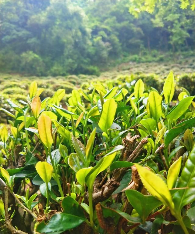 夏天喝热饮还是冷饮解暑，你觉得夏天是吃西瓜过瘾，还是吃老冰棒过瘾？图9
