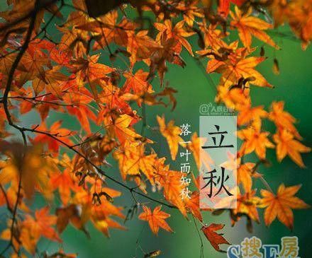 立秋以后是不是代表秋天来了，庄稼可以收获了