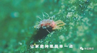 ​高手分享：彻底灭杀红蜘蛛病虫害的方法