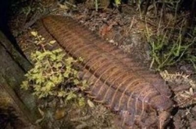 ​世界上最大的马陆虫——远古马陆虫，体长超3米