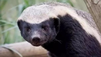 ​小平头染白发 ，平头哥蜜獾，一个十足的网红动物