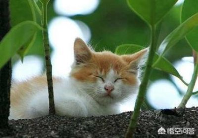 ​茶杯犬会生宝贝吗？茶杯犬会不会生宝贝