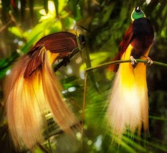 ​世界上最美丽的鸟——极乐鸟