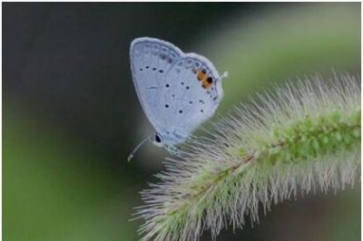 ​世界上最小的蝴蝶，小灰蝶翅展仅13毫米