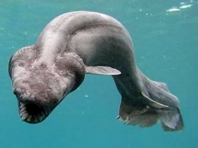 ​世界上辈分最高的鲨鱼，长得真丑