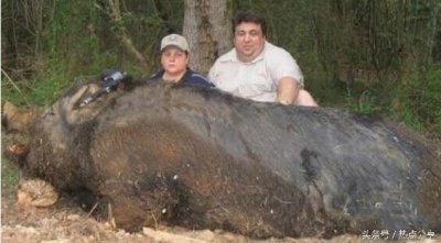 ​世界上最大的猪有多重?破纪录了。