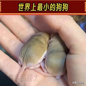 ​世界上最小的狗狗！网友辣评：脑容量小到只记得一个人