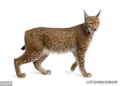 ​走进猞猁的世界：猞猁是什么动物？如何区分每种猞猁？