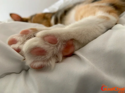 ​jiojio是什么意思？jiojio女生