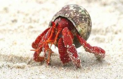 ​寄居蟹怎么养 淡水？寄居蟹能用淡水养吗