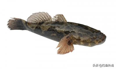 ​钓友一水塘钓起巨型呆子鱼？那是笋壳鱼！一般钓鱼人根本不懂钓